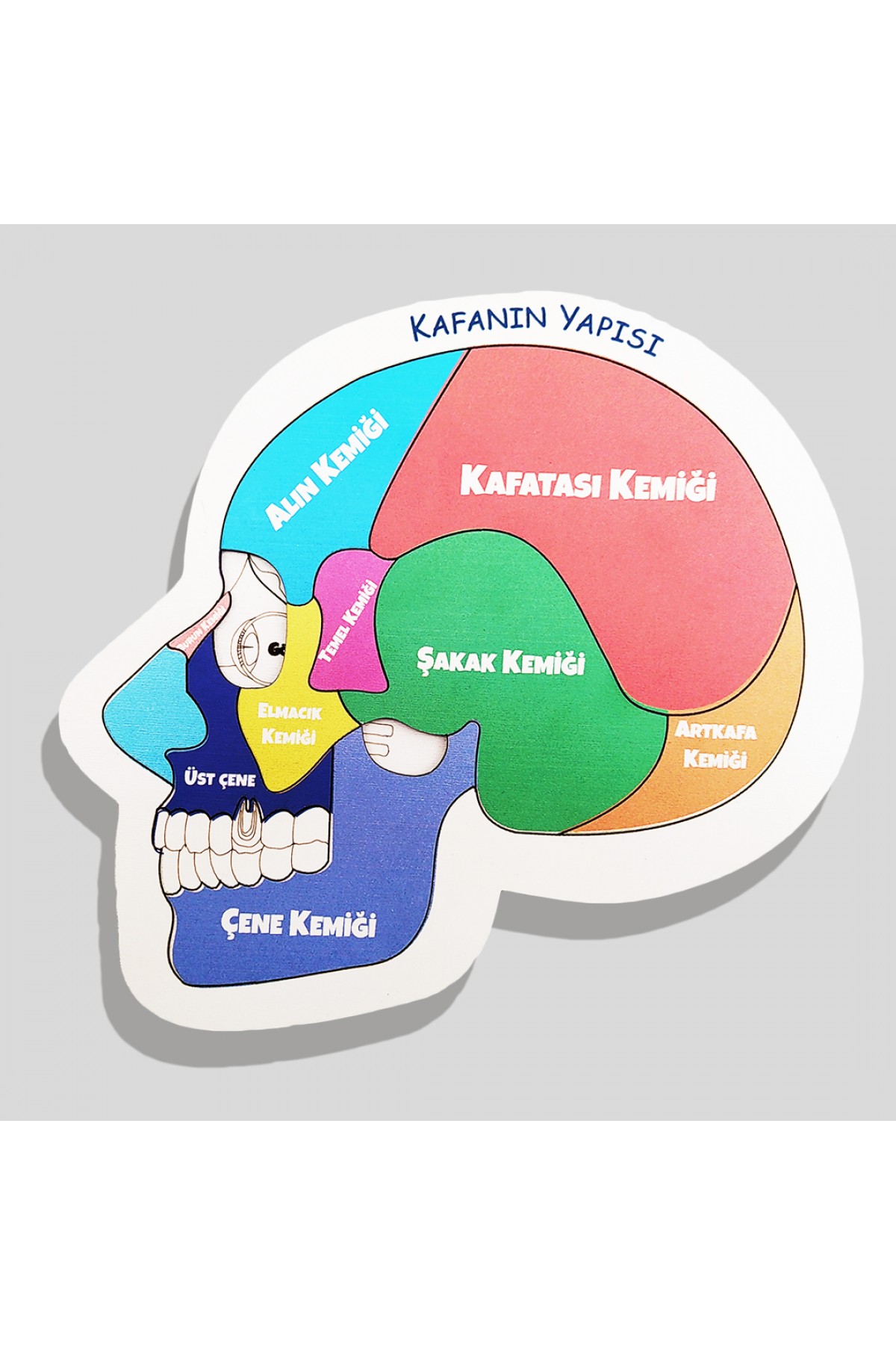 Fen Bilgisine ve Okul Derslerine Yardımcı Renkli Montessoriye Uygun Ahşap İkili Puzzle Oyuncak Seti